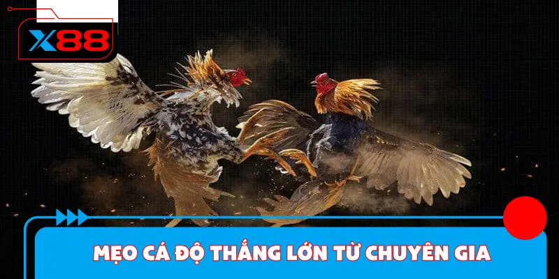 Mẹo cá độ thắng lớn từ chuyên gia tại đá gà x88